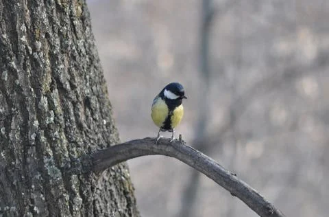 Titmouse on a tree close-up Stock Photos