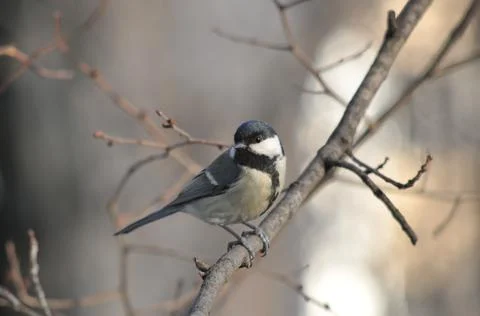Titmouse on a tree close-up Stock Photos