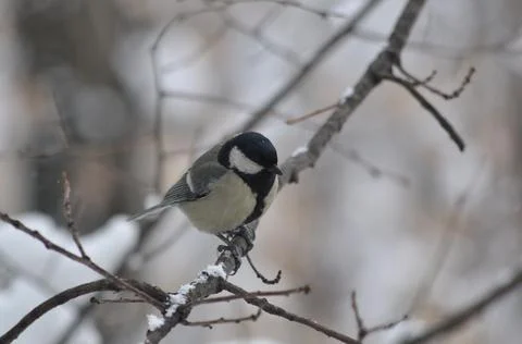 Titmouse on a tree close-up Stock Photos
