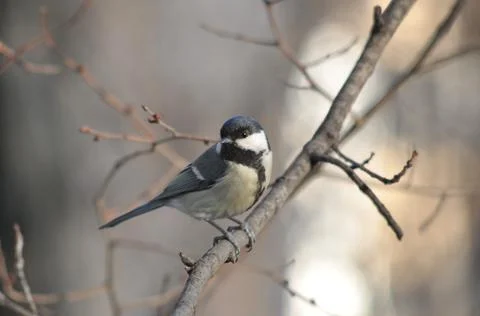 Titmouse on a tree close-up Stock Photos