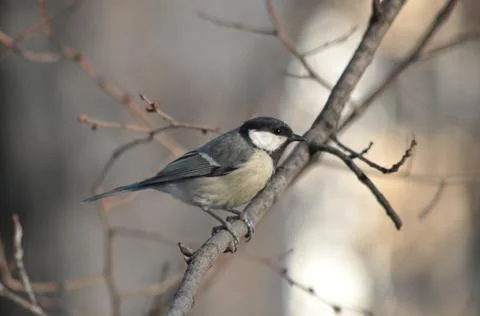 Titmouse on a tree close-up Stock Photos