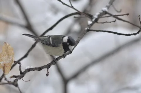 Titmouse on a tree close-up Stock Photos