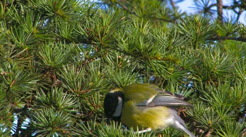 Titmouse on a tree. Stock Footage 27103254