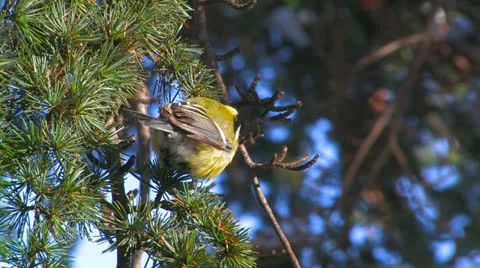 Titmouse on a tree. Stock Footage 27203600