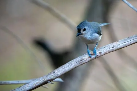 Titmouse in a Tree Foto stock
