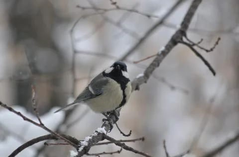 Titmouse on a tree in winter close-up Stock-Fotos