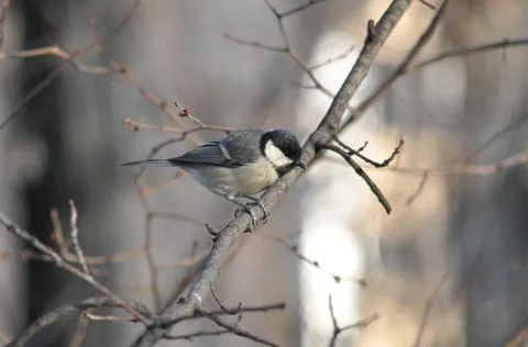 Titmouse on a tree in winter close-up Stock-Fotos