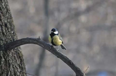 Titmouse on a tree in winter close-up Stock Photos