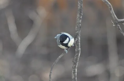Titmouse on a tree in winter close-up Stock Photos