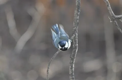 Titmouse on a tree in winter close-up Foto stock