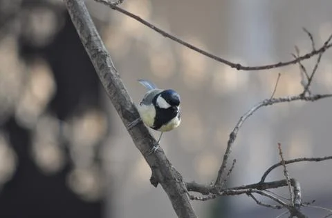 Titmouse on a tree in winter close-up Stock Photos