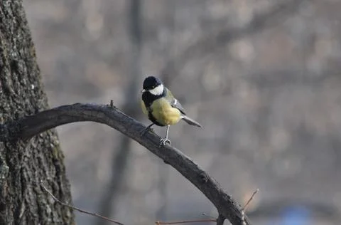 Titmouse on a tree in winter close-up Foto stock