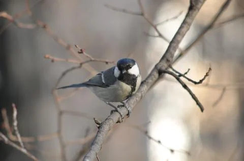 Titmouse on a tree in winter close-up Stock-Fotos