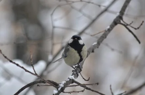 Titmouse on a tree in winter close-up Stock Photos