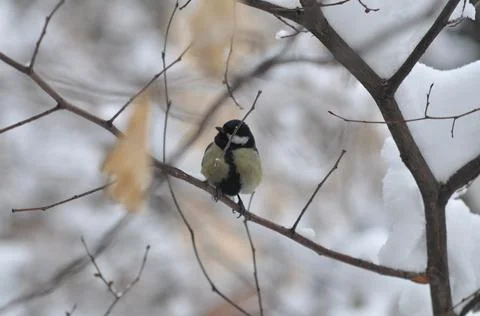 Titmouse on a tree in winter close-up Foto stock