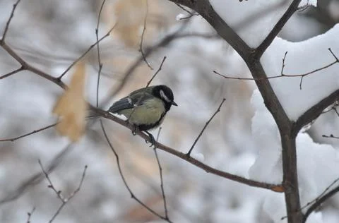 Titmouse on a tree in winter close-up Stock Photos