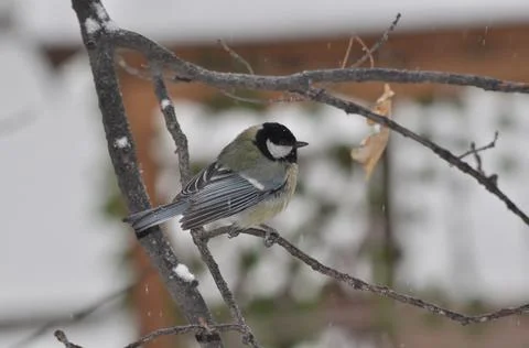 Titmouse on a tree in winter close-up Stock Photos