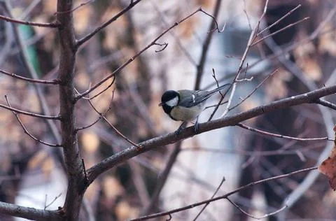 Titmouse on a tree in winter close-up Stock Photos