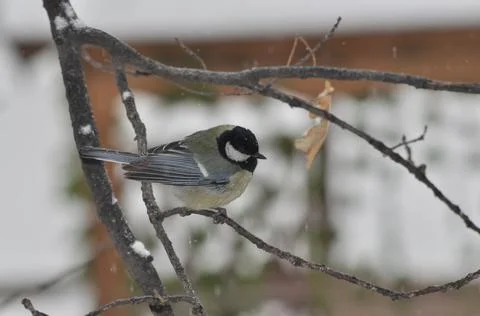 Titmouse on a tree in winter close-up Foto stock