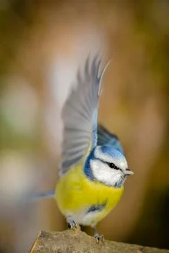 Titmouse wing Stock Photos