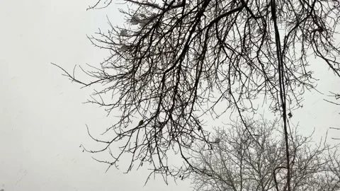 Titmouse in winter in cloudy weather on the branches Stock Footage 237167716