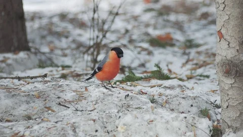 Titmouse in winter looking for food Stock Footage 73718293