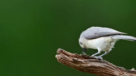 Titmouse25 Stock Footage 242626891