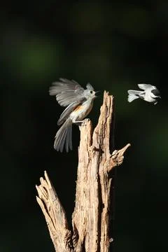 TitmouseCompetition Stock Photos