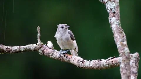 TitmouseinRain2 Stock Photos