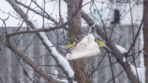 Titmouses eating in slow motion Video stock 71503101