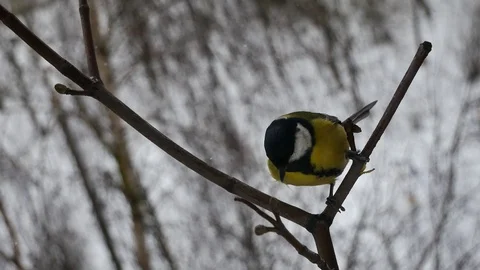 Titmouses in the winter forest. Video stock 116883756