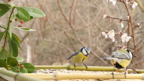 Tits and a jay are actively eating the food. Stock Footage 345907882