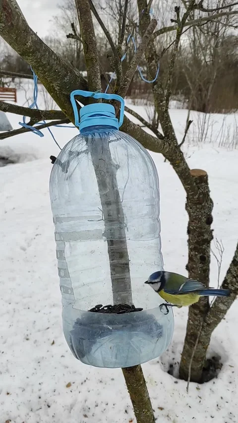 Tits and winter Video stock 268423728