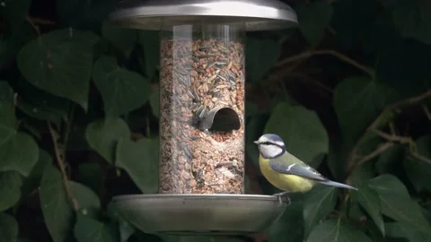 Tits at bird feeding Video stock 133559845