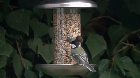 Tits at bird feeding Stock Footage 133560216