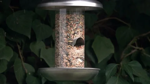 Tits at bird feeding Stock Footage 133560651