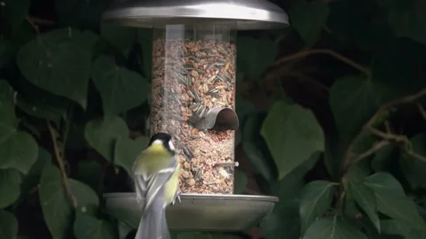 Tits at bird feeding Video stock 133560746