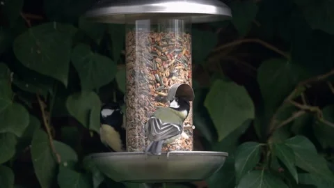 Tits at bird feeding Video stock 133560810