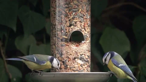 Tits at bird feeding Video stock 133560974