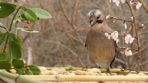 Tits, blue tit, jay. Close-up. Stock Footage 345909902
