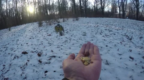 Tits eat nuts with hand in winter 스톡 동영상 68517351