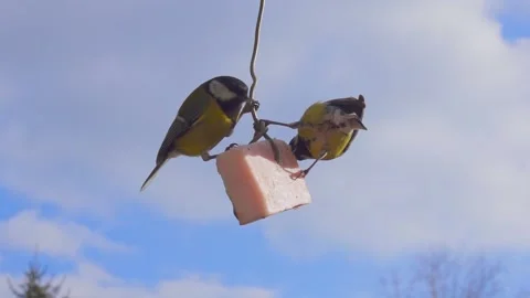 Tits eating bacon. Stock Footage 151229065