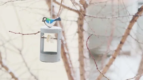 Tits eating from a bird feeder Stock Footage 169622784