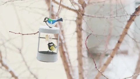 Tits eating from a bird feeder Stock Footage 223552821