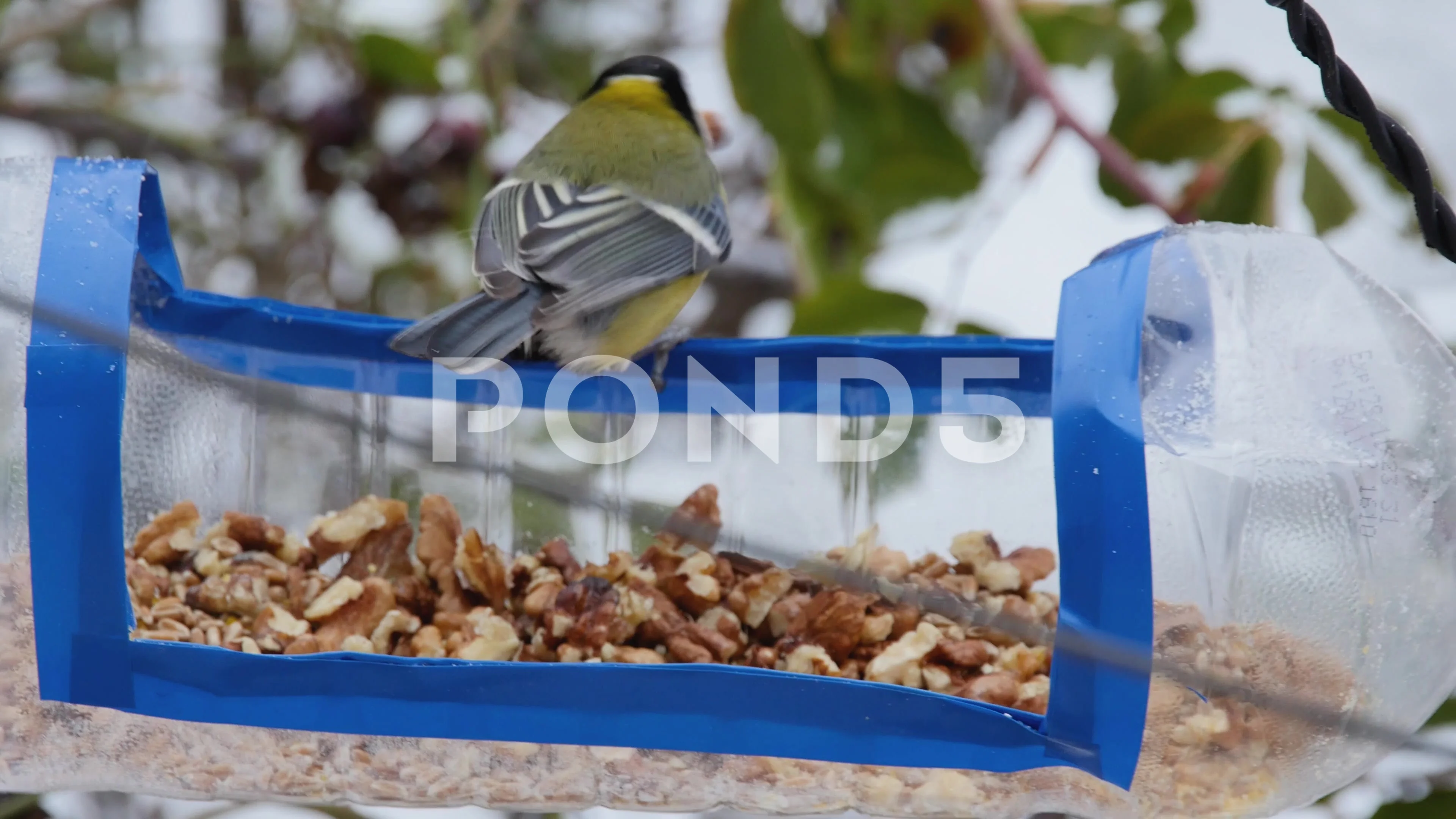 tits eating a walnut from a homemade feeder, close-up