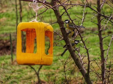 Tits by the Feeder Stock Photos