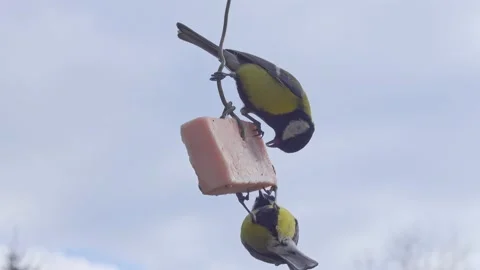 Tits feeding on lard. Stock Footage 151229105