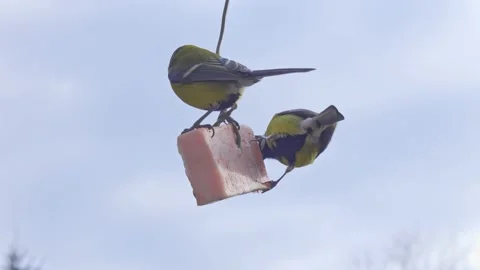 Tits feeding on lard. Stock Footage 151229159