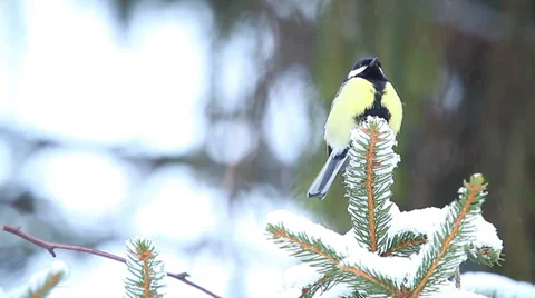 Tits on fir in winter forest Stock Footage 34123892