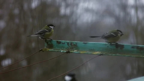 Tits fly to the balcony Stock Footage 91834109